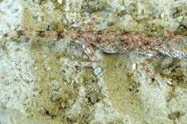 Geckos kaufen und verkaufen Foto: Pseudoceramodactylus khobarensis 0,1 