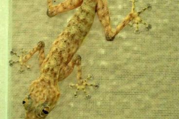 Geckos kaufen und verkaufen Photo: Stenodactylus leptocosymbotes 0,1 Ptyodactylus ruusaljibalicus 1,0