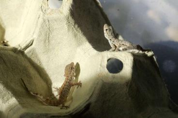 Geckos kaufen und verkaufen Foto: Pristurus rupestris mini gecko 