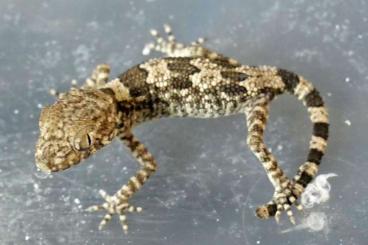 Geckos kaufen und verkaufen Foto: Arabia geckos: ruusalbajlicus, spatalurus, carteri