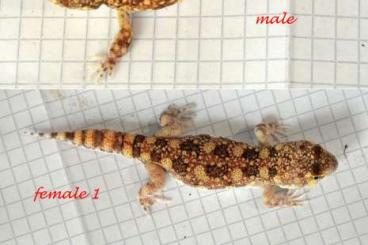 Geckos kaufen und verkaufen Foto: Chondrodactylus angulifer Pachydactylus rangei Ptenopus garrulus macul