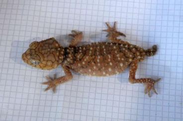 Geckos kaufen und verkaufen Foto: Nephrurus amyae male swap for unrelated stock