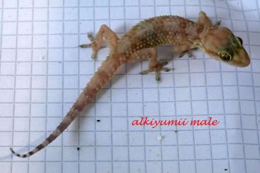 Geckos kaufen und verkaufen Foto: Arabian Hemidactylus: alkiyumii, minutus, paucituberculatus