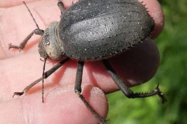 Insekten kaufen und verkaufen Foto: Large Tenebrionidae beetles Blaps kollari, Prionotheca coronata