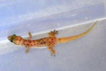 Geckos kaufen und verkaufen Foto: Hemidactylus paucituberculatus small Arabian gecko