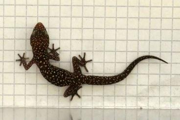 Geckos kaufen und verkaufen Foto: Pachydactylus maraisi, P. bicolor