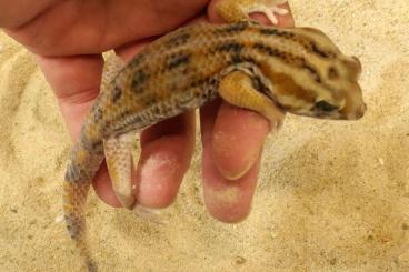 Geckos kaufen und verkaufen Photo: Teratoscincus keyserlingii largest Arabian form Geckos kaufen und verkaufen Photo: Teratoscincus keyserlingii largest Arabian form