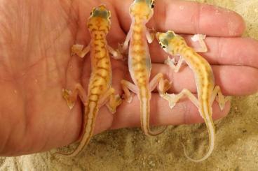Geckos kaufen und verkaufen Photo: Pachydactylus (=Palmatogecko) rangei 2 different forms Geckos kaufen und verkaufen Photo: Pachydactylus (=Palmatogecko) rangei 2 different forms