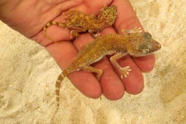 Geckos kaufen und verkaufen Photo: Stenodactylus leptocosymbotes, S. doriae adult pairs Geckos kaufen und verkaufen Photo: Stenodactylus leptocosymbotes, S. doriae adult pairs