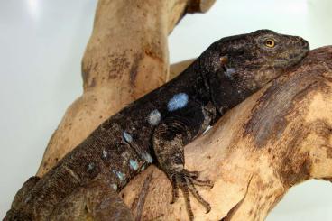 Lizards kaufen und verkaufen Photo: Tausche NZ Gallotia galloti galloti 