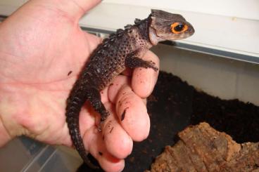 Lizards kaufen und verkaufen Photo: Rotaugenbuschkrokodil / Tribolonotus gracilis