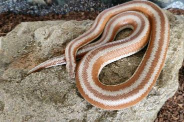 Snakes kaufen und verkaufen Photo: 2 adulte Rosenboa Weibchen + 1 Meter Glasterrarium + Unterschrank 