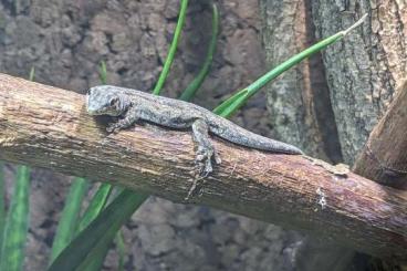 Geckos kaufen und verkaufen Photo: Phelsuma guimbeaui/mutabilis/robertmertensi 