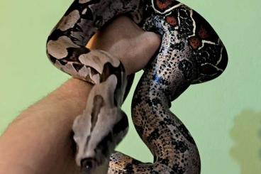 Boas kaufen und verkaufen Photo: Boa constrictor Guyana Weibchen Boas kaufen und verkaufen Photo: Boa constrictor Guyana Weibchen