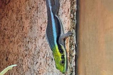 Geckos kaufen und verkaufen Photo: Phelsuma klemmeri - Blauer Bambustaggecko 1,1,2