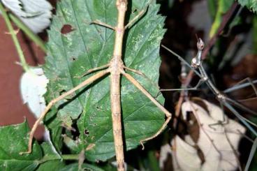 Insects kaufen und verkaufen Photo: Pseudoproscopia latirostris und P. scabra