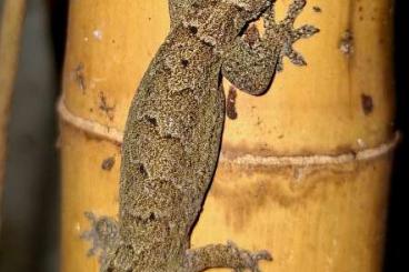 Geckos kaufen und verkaufen Photo: Jungferngecko (Lepidodactylus lugubris)