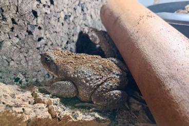 Frösche  kaufen und verkaufen Foto: Aga-Kröte (Rhinella marina, Syn.: Bufo marinus) 