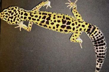 Geckos kaufen und verkaufen Foto:  Leopardgeckos (Eublepharis macularius)