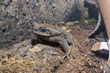 Frösche  kaufen und verkaufen Foto: Aga-Kröte (Rhinella marina) 