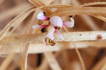Insekten kaufen und verkaufen Foto: Hymenopus coronatus (Orchideenmantis)