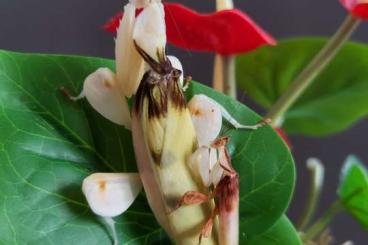 Insekten kaufen und verkaufen Foto: Hymenopus coronatus (Orchideenmantis)