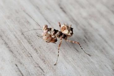 Insekten kaufen und verkaufen Foto: Clidonoptera lestoni L2 - Blütenmantis