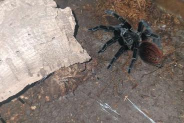 - bird spiders kaufen und verkaufen Photo: Biete       Vogelspinnen 