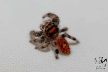 Spinnen und Skorpione kaufen und verkaufen Foto: Phidippus regius Aventura Florida