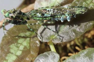 Insects kaufen und verkaufen Photo: Mantis, phasmids and more