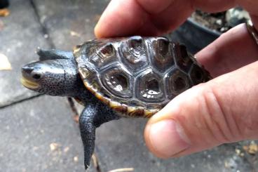Sumpfschildkröten kaufen und verkaufen Foto: Malaclemys terrapin NZ2023 abzugeben