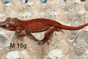 Geckos kaufen und verkaufen Photo: Rhacodactylus auriculatus 2024 Geckos kaufen und verkaufen Photo: Rhacodactylus auriculatus 2024