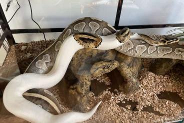 Königspythons kaufen und verkaufen Foto: 1.0 Pastel Piebald Königspython von 2019