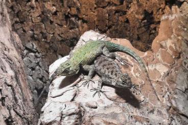 Echsen  kaufen und verkaufen Foto: Biete Sceloporus malachiticus