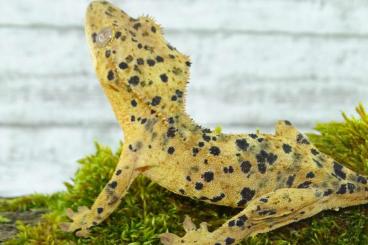 Echsen  kaufen und verkaufen Foto: C. Ciliatus Kronengeckos 