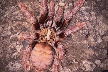 Spinnen und Skorpione kaufen und verkaufen Foto: Phormingochilus spec Sabah Red Spinnen und Skorpione kaufen und verkaufen Foto: Phormingochilus spec Sabah Red
