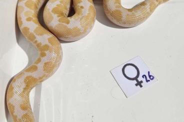 Boas kaufen und verkaufen Foto: Kenyan Sand Boa Morphs For Hamm 