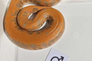 Boas kaufen und verkaufen Photo: Albino Paint Cal Flame Poss GX Kenyan Sand Boas