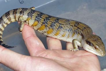 Skinke kaufen und verkaufen Foto: Tiliqua scincoides scincoides CB May 2024