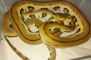 Snakes kaufen und verkaufen Photo: Harlequin tiger 100% het albino proven female netzpython reticulated 