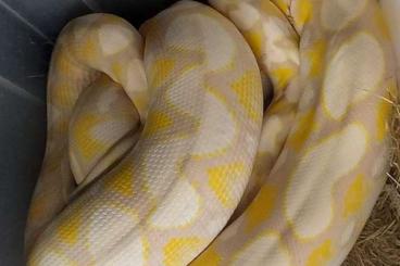 Snakes kaufen und verkaufen Photo: Lavender 100% het genetic stripe poven female netzpython reticulated