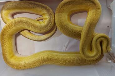 Pythons kaufen und verkaufen Photo: Netzpython reticulated python adult male 350 euro