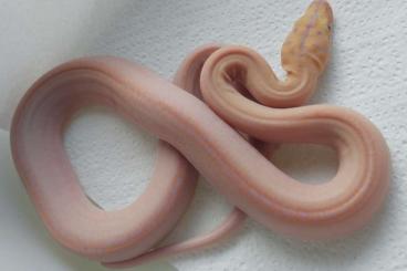 Pythons kaufen und verkaufen Foto: cb24 motley golden child albino netzpython reticulated python