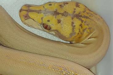 Schlangen kaufen und verkaufen Foto: Netzpython reticulated python, female golden child albino 100%het pied