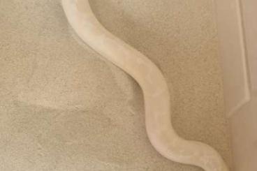 Boas kaufen und verkaufen Foto: Zuchtgruppe Sandboa snow & albino (gongylophis colubrinus loveridgei) Boas kaufen und verkaufen Foto: Zuchtgruppe Sandboa snow & albino (gongylophis colubrinus loveridgei)