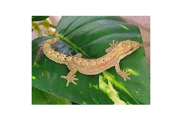 Geckos kaufen und verkaufen Photo: Lepidodactylos lugubris - Jungferngeckos für Hamm 3/25