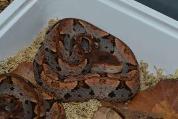 Snakes kaufen und verkaufen Photo: Bothrops brazili CB 2924 