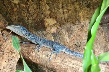 Monitor lizards kaufen und verkaufen Photo: Varanus Macraei 1.0 11/22 