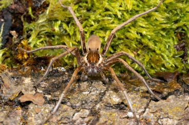 other spiders kaufen und verkaufen Photo: Wasserjagdspinne Ancylometes bogotensis