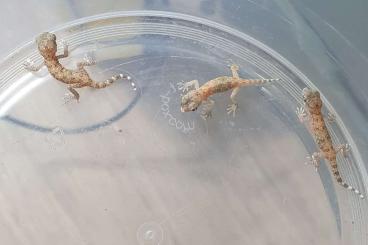 Geckos kaufen und verkaufen Photo: 0.0.3 Dünnfingergeckos abzugeben